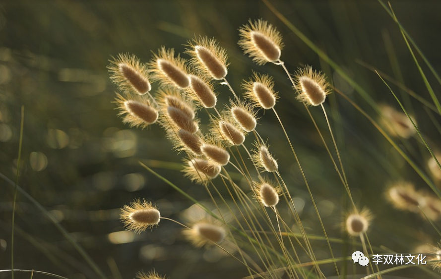 师纪：打卦断两女配一男。李双林