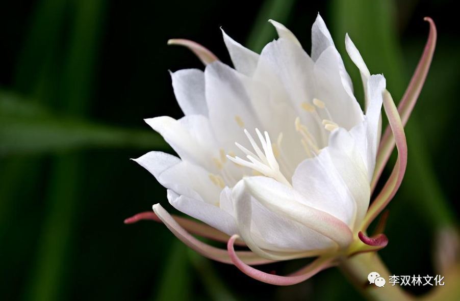 德正则心安，心安则气顺。李双林