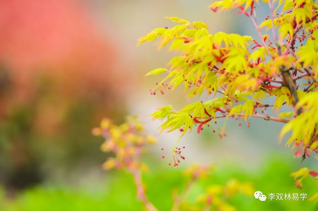 33岁还没遇到那个对的人，为此很是迷惘。李双林