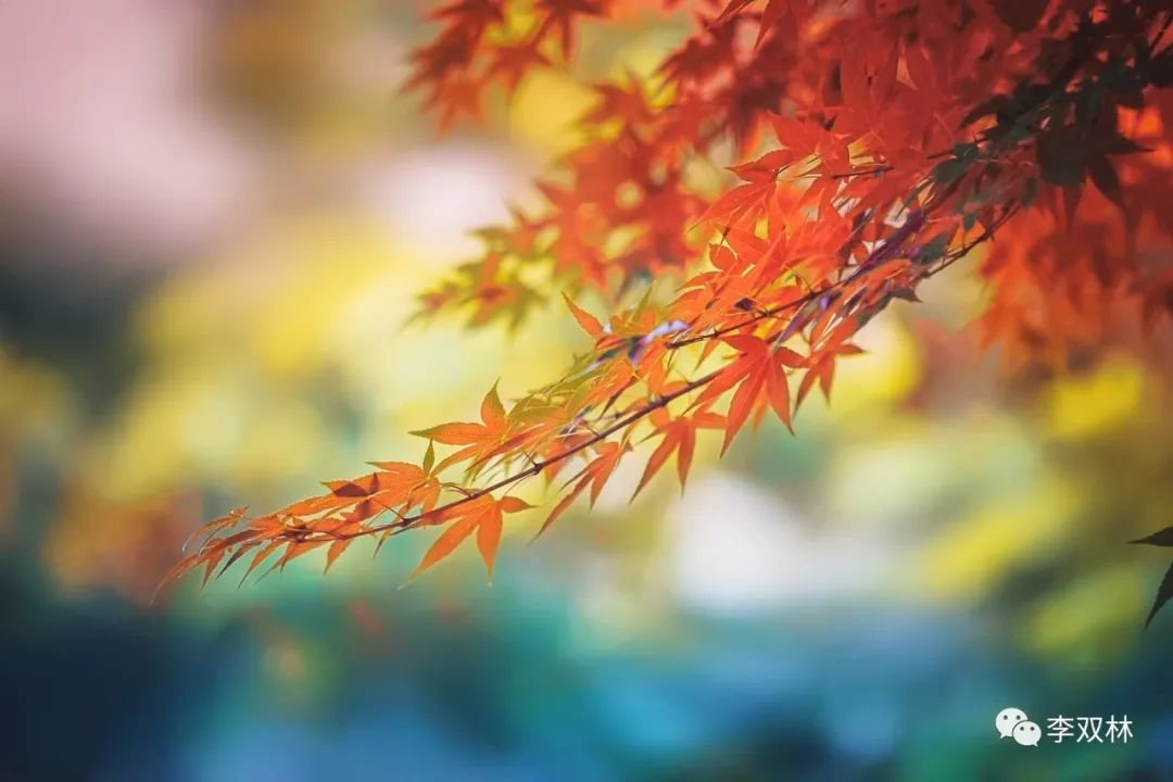 很多时候，适合别人的路未必就适合自己。李双林